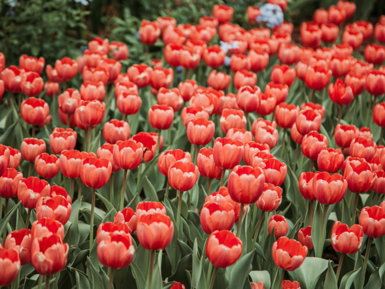 a field of red tulips in a garden